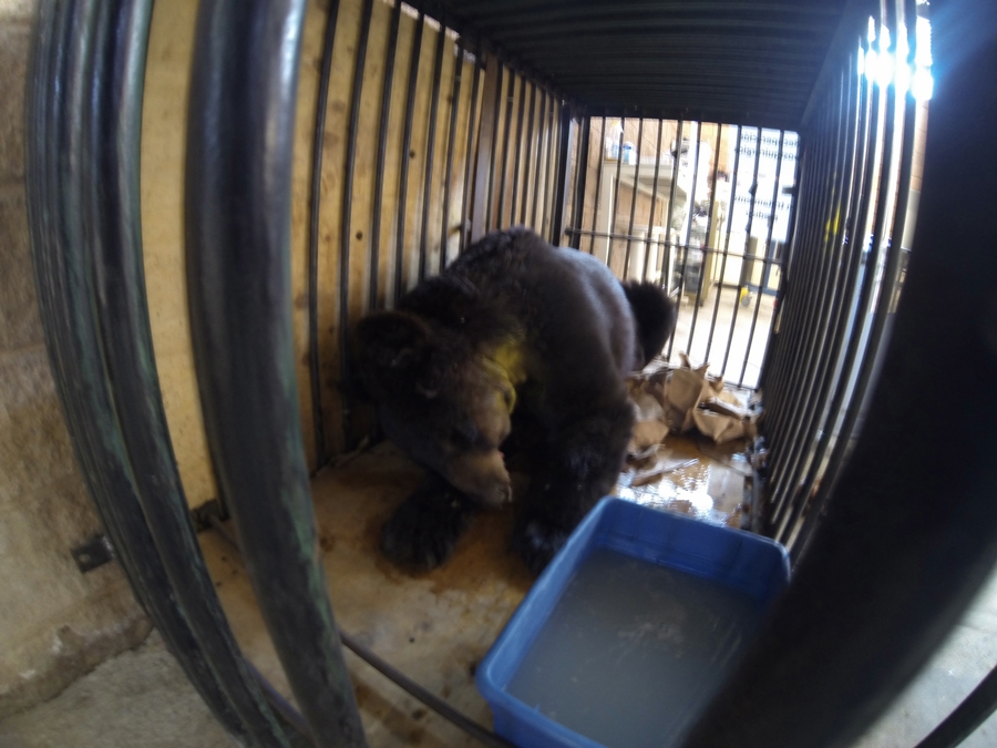 Tortura animal en los circos – El caso brutal del oso Invictus